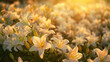 A captivating tableau of a sunset over a field of lilies, their pristine white petals shimmering in the warm, golden light of dusk.