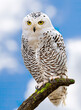 Snowy owl sitting on a branch, daytime sky background. Snowy owl, Bubo scandiacus is a monotypic species of owl from the Strigidae family, in the natural environment.