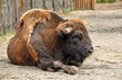  a large bison lying resting near a wooden fence