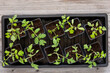 Top view of tomato seedlings in a tray on a wooden table. Ecological home cultivation of tomato seedlings in early spring. 