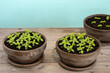 Clay flowerpots with young basil plants. Greek Piccolino cultivar in front, great basil on the back. Home-grown herbs in a pot on a rustic wooden table. Blue background with copy space. 