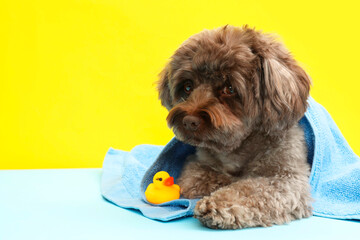 Wall Mural - Cute Maltipoo dog wrapped in towel and bath duck on yellow background, space for text. Lovely pet