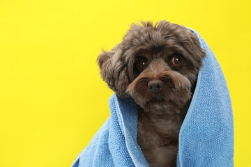 Wall Mural - Cute Maltipoo dog wrapped in towel on yellow background, space for text. Lovely pet