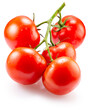 tomatoes on a branch isolated on the white background. Clipping path