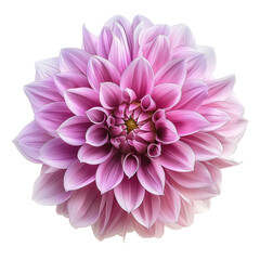 Wall Mural - isolated pink colored dahlia flower