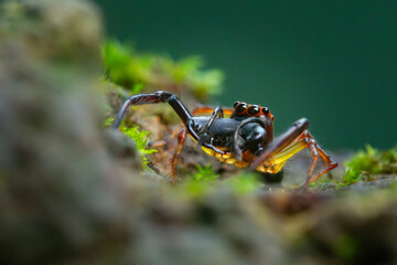 Wall Mural - wide-jawed jumping spider from genus parabathippus on mossy rock, natural bokeh background