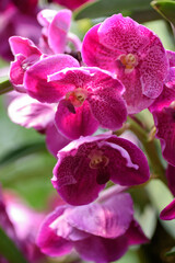Wall Mural - Beautiful pink orchid flower decoration in the tropical garden