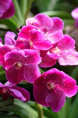 Wall Mural - Beautiful pink orchid flower decoration in the tropical garden