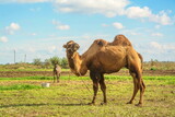 Fototapeta Las - A camel and a village graze in a field on a farm