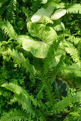 Wall Mural - Abstract background texture of tropical leaves, green fern family