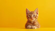 A kitten is sitting on a yellow background