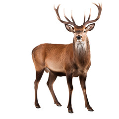 Wall Mural - Standing portrait of a red deer, full body animal, isolated on transparent background