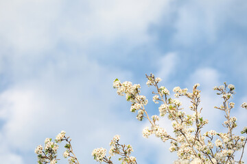 White blossom flowers on tree in early spring with blue sky background