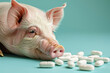 Pig with medical pills on blue studio background with copy space. Concept for antibiotics use in livestock and antibiotic resistance