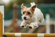 Small terrier dog jumping over obstacle while doing agility sport