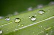 © Austockphoto - Raindrops on a green leaf - macro