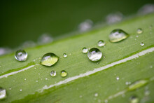 Raindrops On A Green Leaf - Macro