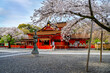 An old Japanese shrine in Tokyo in spring Cherry blossoms in full bloom