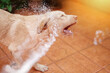 Washing labrador dog outside