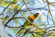 © Austockphoto - Australian native bird rainbow lorikeet in branches of grevillea bush