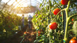 Sunlit greenhouse with ripe tomatoes and busy workers