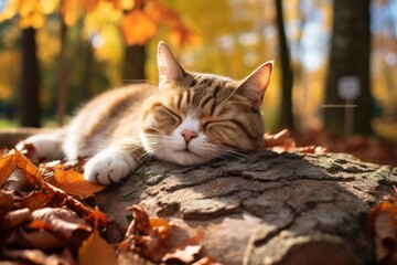 Canvas Print - Lifestyle portrait photography of a curious american shorthair cat napping while standing against rich autumn landscape