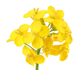 Wall Mural - Rapeseed flowers isolated on white background, Top view. Flat lay