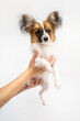 Cute small Papillon toy dog sitting on owner's woman hand. care, trust and guardianship. Adorable small white dog with with big fluffy ears