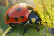 A close-up photo of a vibrant ladybug on a green leaf, showcasing its intricate details and vivid colors in a natural setting.