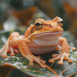 Close-up of an Orange Frog on a Dew-covered Leaf