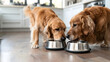Two Dogs Eating from Bowls in a Modern Kitchen Setting