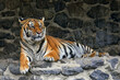 a striped tiger lying on the stones in the zoo