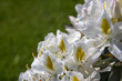 Blooming white rhododendron flowers in a garden