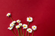 Fresh bouquet of field daisies. The background is replete with rich burgundy color, which highlights the brightness and delicacy of the flowers. The daisies are arranged as if they were just picked fr