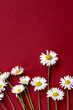 white daisies on a burgundy background