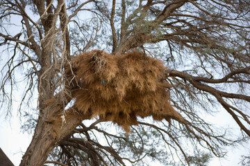 Namibia weaver nest on a salty autumn day