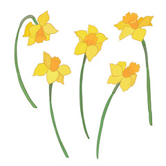 Wall Mural - Daffodils set. Hand drawn flowers. Vector illustration.