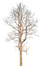 Poster - death tree PNG transparent background removed original background for easy to drag and drop