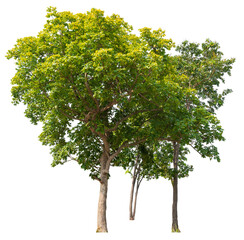 Poster - green tree group removed original background, PNG transparent