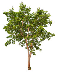 Poster - green tree removed original background, PNG transparent