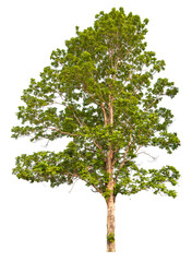 Poster - green tree removed original background, PNG transparent