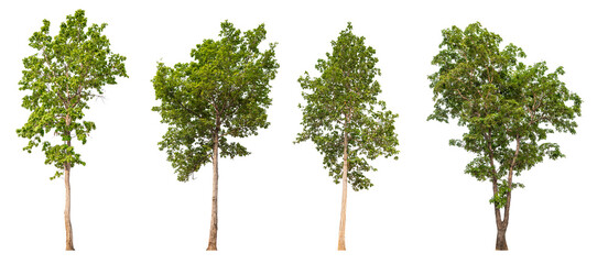 Poster - collection tree PNG transparent background