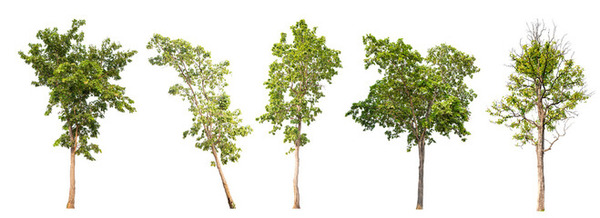 Poster - collection tree PNG transparent background