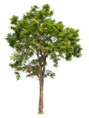 Poster - green tree removed original background, PNG transparent