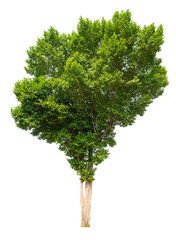 Poster - green tree removed original background, PNG transparent