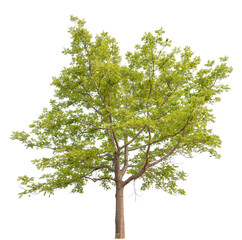 Poster - green tree removed original background, PNG transparent