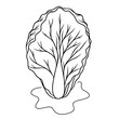 continuous line drawing of Chinese cabbage isolated on transparent background. Vector illustration