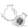 continuous line drawing of pomegranate isolated on transparent background. Vector illustration