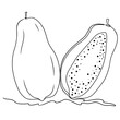continuous line drawing of papaya fruit isolated on transparent background. Vector illustration