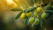 mediterranean symbolism, a vivid green olive branch with ripe olives symbolizes abundance, health, and the mediterranean diets essence